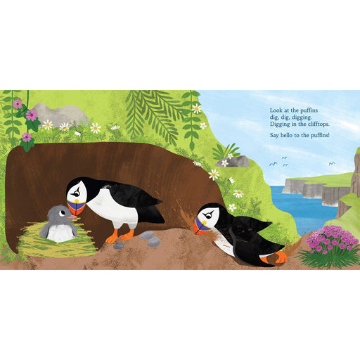 An excerpt from the 'Hello Scottish Birds' book featuring a family of puffins in a nest next to some green cliffs and the sea. 