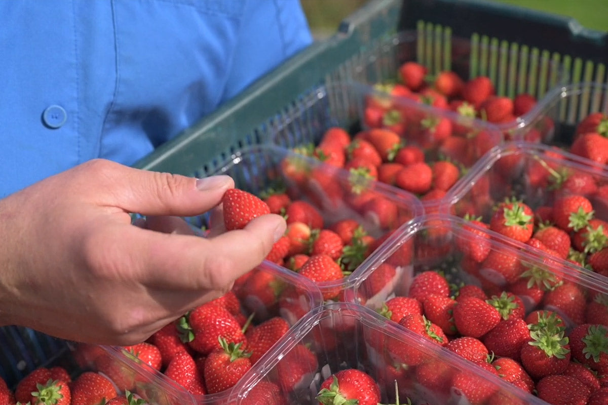 close up shot of large tray of strawberries showing hand picking a strawberry up out of container