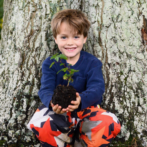 Plant a tree kit, child holding tree sprout