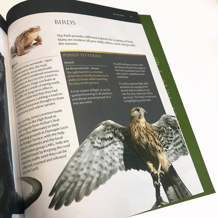 Holyrood Park guidebook shown open with the page turned to the Birds nature chapter and image of a kestrel with wings outstretched